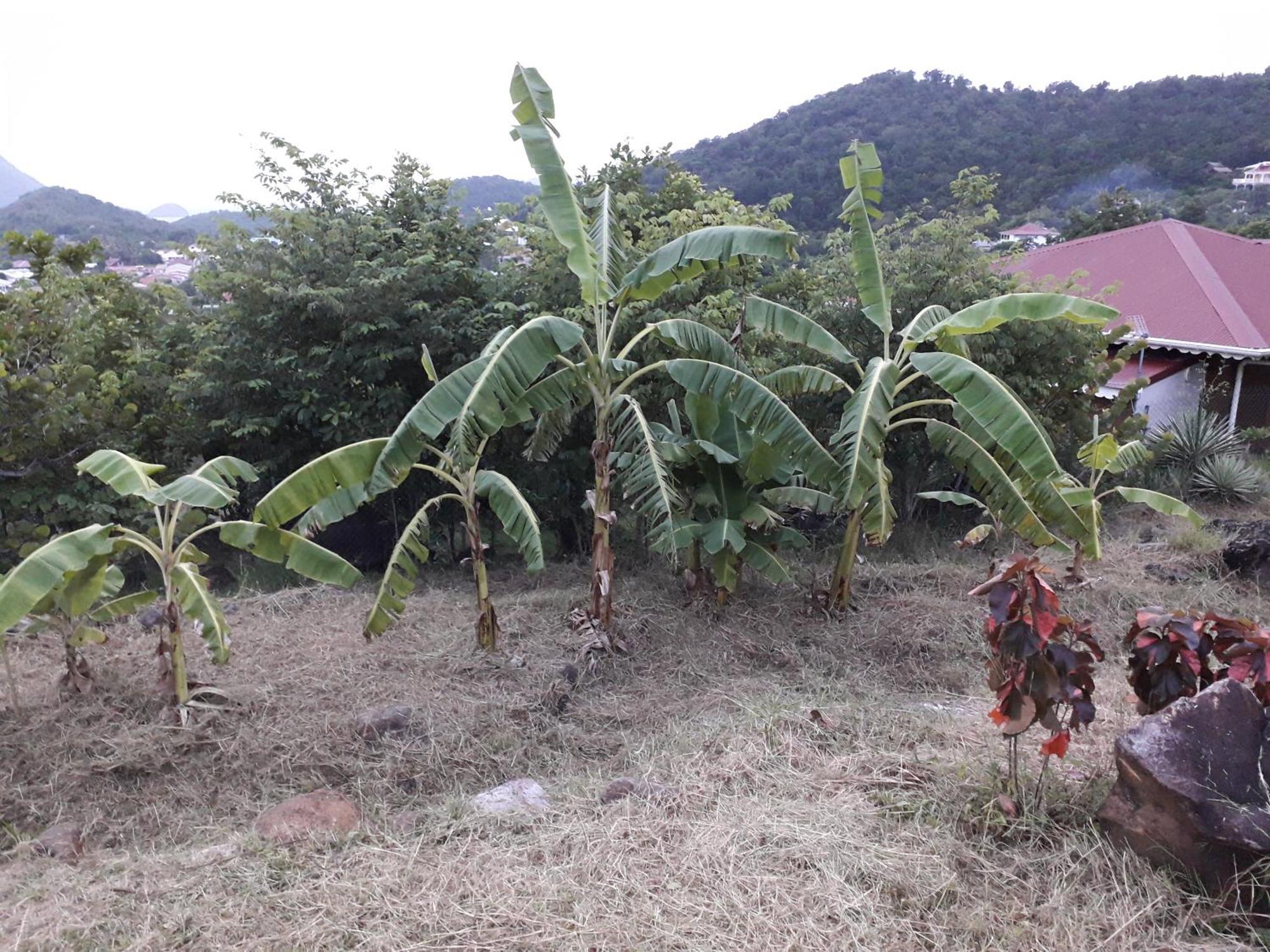 Ti Kaz Anoli Vue Epoustouflante Sur La Baie Villa Terre-de-Bas Exterior foto